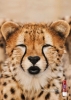labellocheetah-2