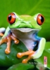 labellofrog